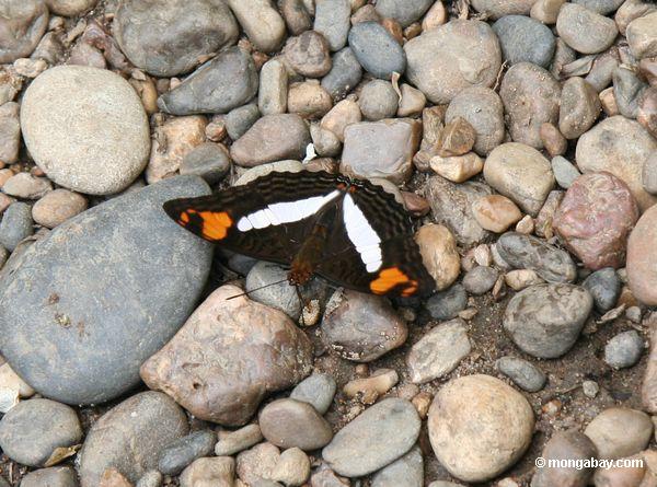 小石をadelpha iphiclus蝶