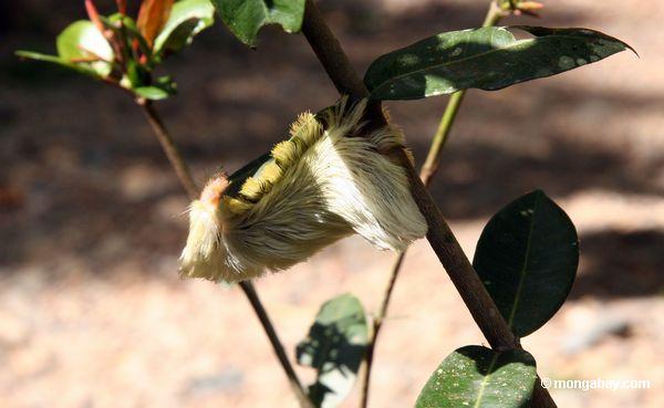 крупные белые и желтые ярости caterpillarthat напоминает shitzu