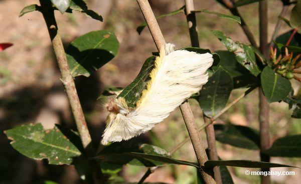 Großes weißes und gelbes Wut caterpillarthat ähnelt einem shitzu