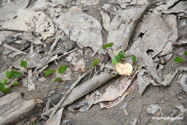 Blatt-Scherblock Ameisen, die Blätter zurück zu ihrem Nest Peru