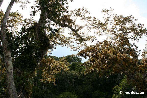 Baum Peru des Kapoks (Ceiba)