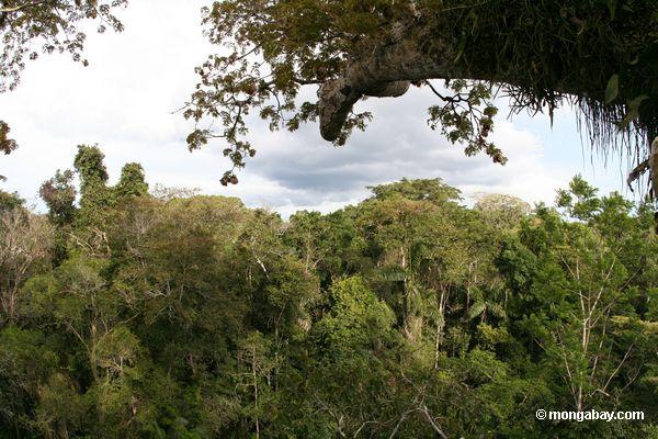 カポックツリーのプラットフォームから熱帯雨林の天蓋の表示