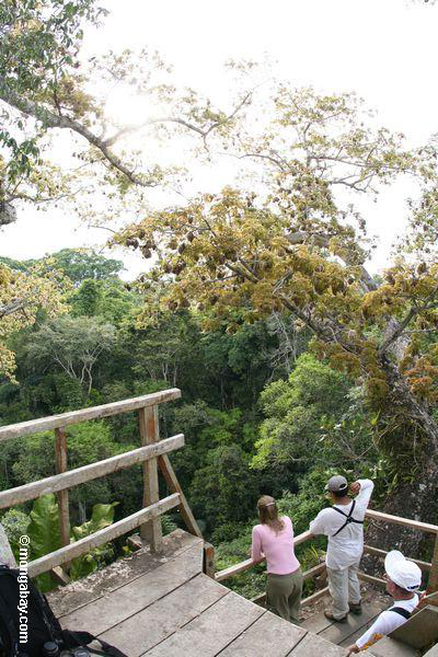 Touristen auf Plattform im riesigen Kapokbaum, der den RegenWaldhimmel Peru