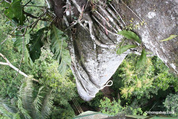Philodendron epiphyte im Kapokbaum