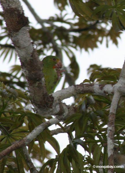Kobalt-winged parakeet (Brotogeris cyanoptera) im Kapokbaum