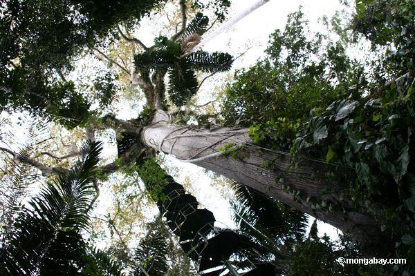 Überdachungaufsatz, der zu Plattform in einem Ceiba (Kapok) führt Baum