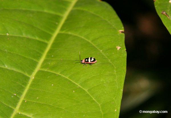 Kleiner schwarzer, roter, gelber und weißer Käfer