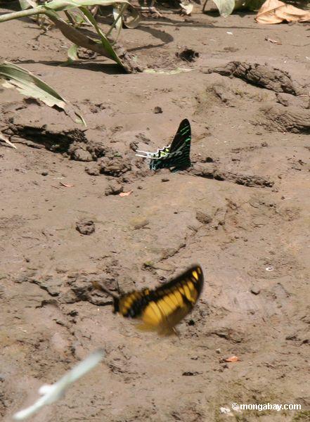 Urania leilus Motte und Heraclides thoas swallowtail Schmetterling