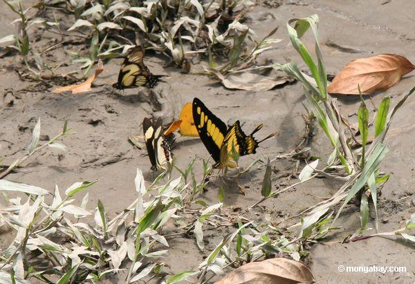 Heraclides thoas Schmetterling auf schlammiger Bank