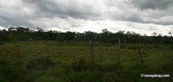 Vieh weidet im Amazonas Regenwald