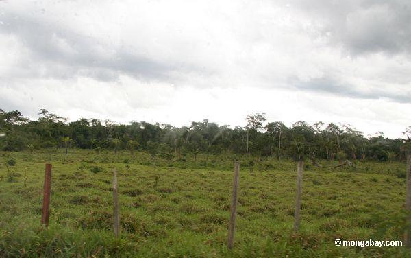 Viehweide im Amazonas rainforest