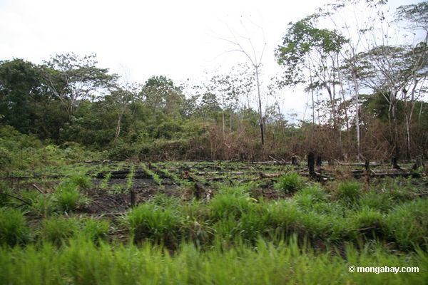 Getreide errichtet nachdem dem Schrägstrich-und-Brennen von rainforest