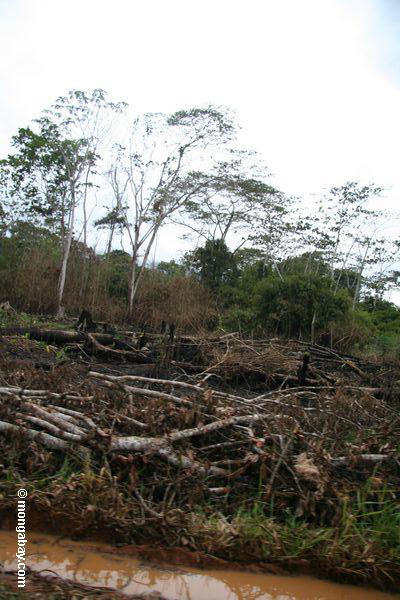 Felled Bäume in peruanischem rainforest
