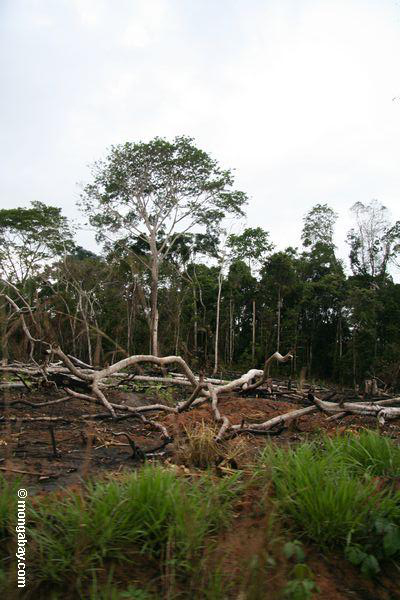 Landwirtschaft im Amazonas Regenwald von Peru Schrägstrich-und-brennen