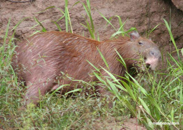 Capybara, das Gras auf Bank des Rios Tambopata ißt