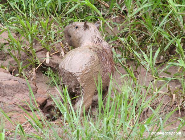 Capybara total bedeckt im Schlamm auf Bank des Rios Tambopata