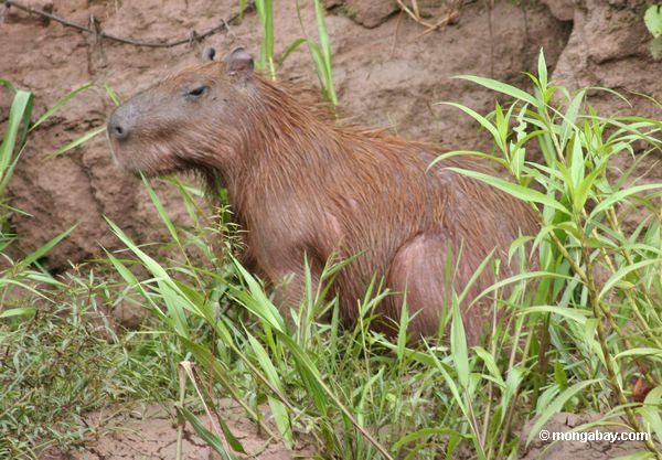 Capybara auf Bank des Rios Tambopata