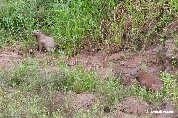 Paar von Capybara, von dem eins im Schlamm umfaßt wird