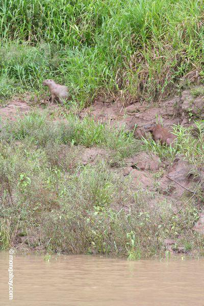 Paar von Capybara auf Bank des Rios Tambopata