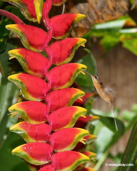 Kolibri, der auf Heliconia Blume einzieht