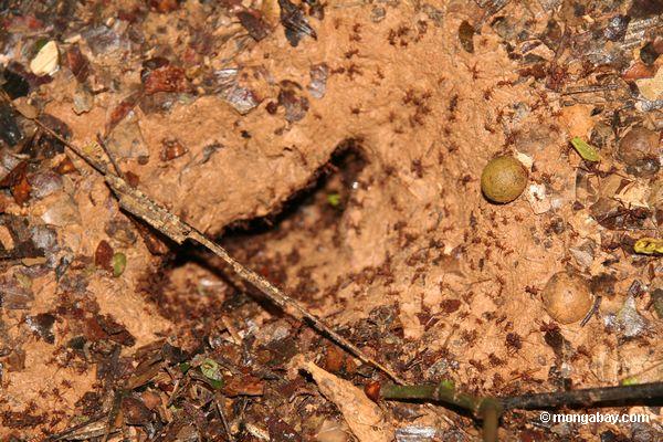Blatt-Scherblock Ameise Nest