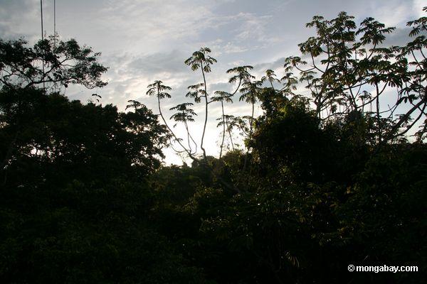Cecropia Bäume am Sonnenuntergang