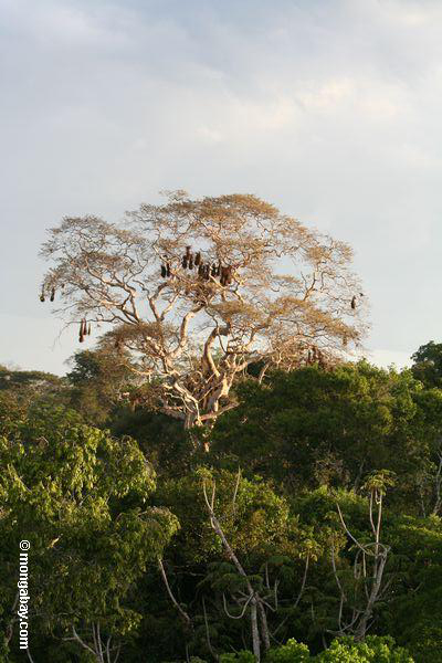 Hängende Oropendula Nester im überdachungbaum