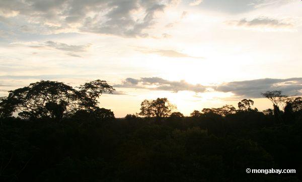 Rainforest überdachung des Amazonas Sonnenuntergang-überschusses