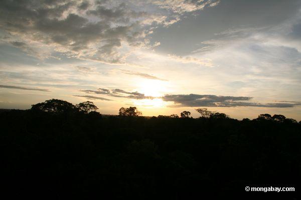 Rainforest überdachung Peru des Amazonas Sonnenuntergang-