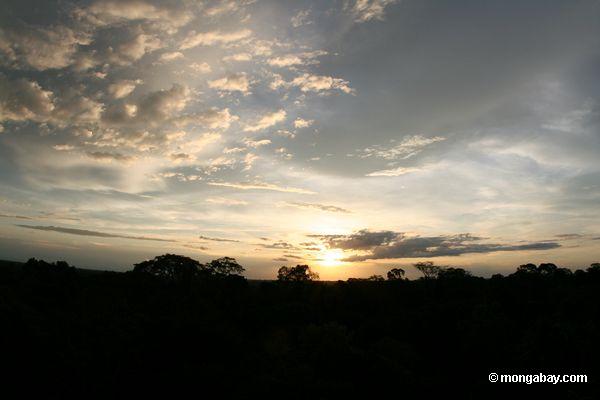 Le soleil plaçant la forêt tropicale finie d'Amazone