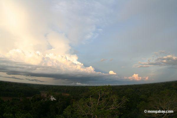アマゾンの熱帯雨林で午後遅く