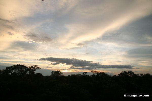 熱帯雨林の天蓋の夕日