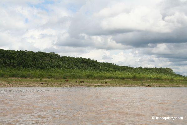 Familie von Caprbara den Tambopata Fluß Peru
