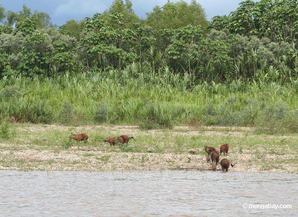 Familie von Caprbara den Tambopata Fluß verlassend