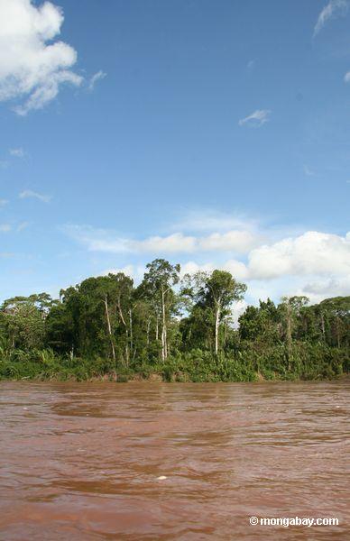 Wald entlang Bank von Rio Tambopata