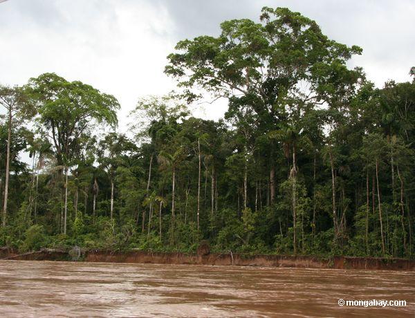 Forêt le long de banque de fleuve de Tambopata
