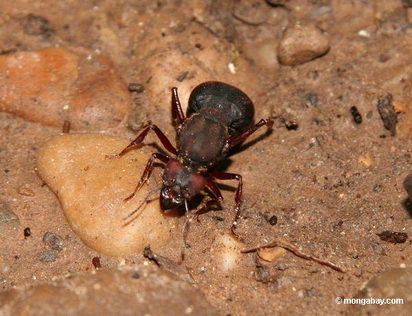 Gigantische Ameise auf Waldfußboden