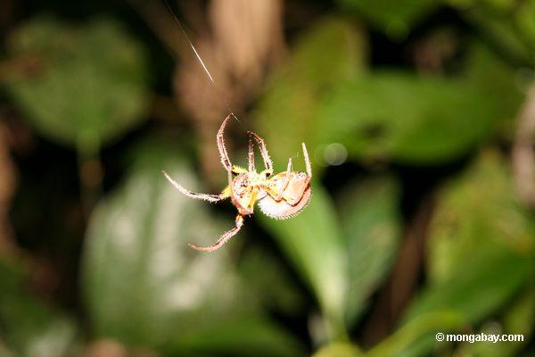 Spinne, die vom Netz Peru