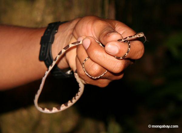 serpiente Embotado-dirigida del árbol (lentiferus de Imantodes)