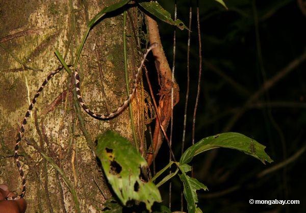 Stumpf-vorangegangenes treesnake (Imantodes lentiferus)