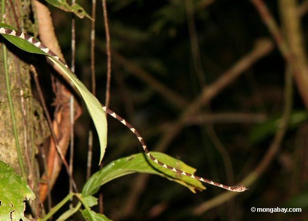 serpente Sem corte-dirigida da árvore (lentiferus de Imantodes)
