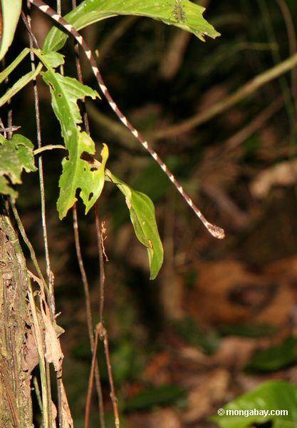 鈍頭の木ヘビ（ imantodes lentiferus ）