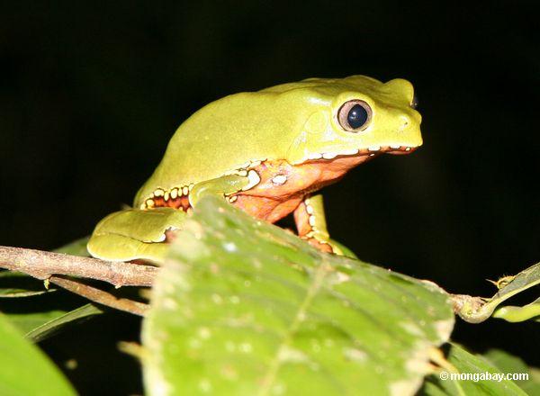 Обезьяна лягушка (phyllomedusa двухцветный), в дождевых лесов Амазонки