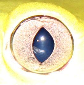 Обезьяна лягушка (phyllomedusa двухцветный) глаз