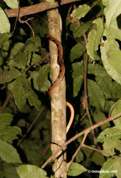 Allgemeiner Katze-gemusterter kletternder Baum der Schlange (Leptodeira annulata)