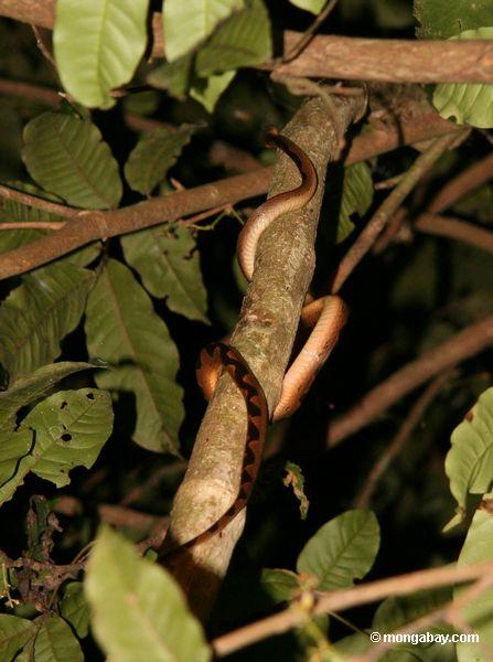 Allgemeiner Katze-gemusterter kletternder Baum der Schlange (Leptodeira annulata)