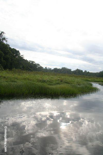 Schilfe entlang oxbow See im Amazonas
