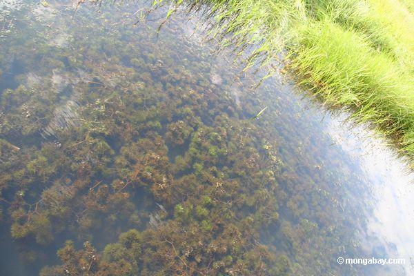 Fuchsschwanz, der als Wasserpflanze in einem Oxbow See im peruanischen Amazonas Peru