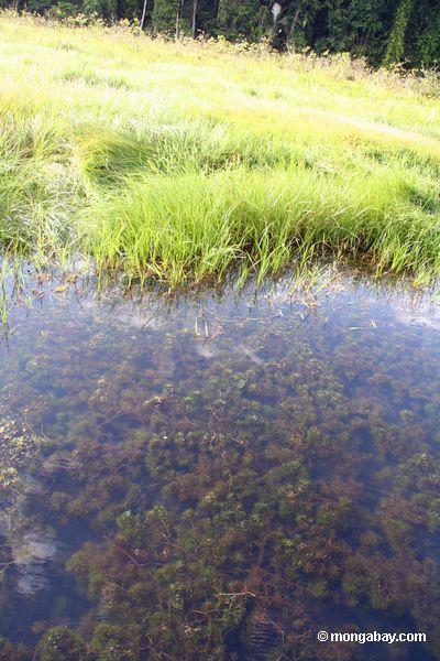 Fuchsschwanz, der als Wasserpflanze in einem Oxbow See im peruanischen Amazonas Peru