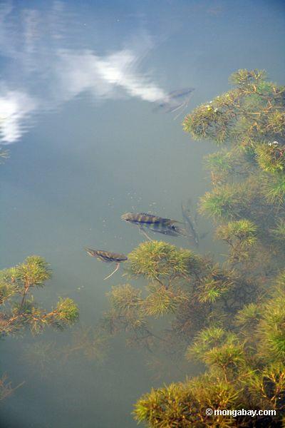 Festliche cichlid Fische (Mesonauta festivus) in einem Oxbow See im peruanischen Amazonas